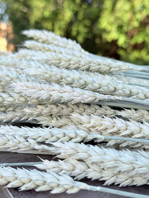 Awnless Wheat Stems - Soft Green Dried Wheat, Craft & Decor (Set of 100)
