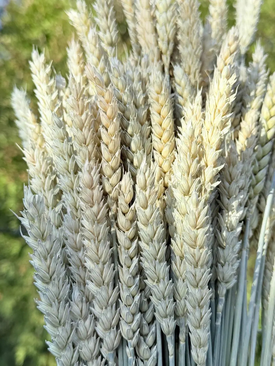 Awnless Wheat Stems - Soft Green Dried Wheat, Craft & Decor (Set of 100)