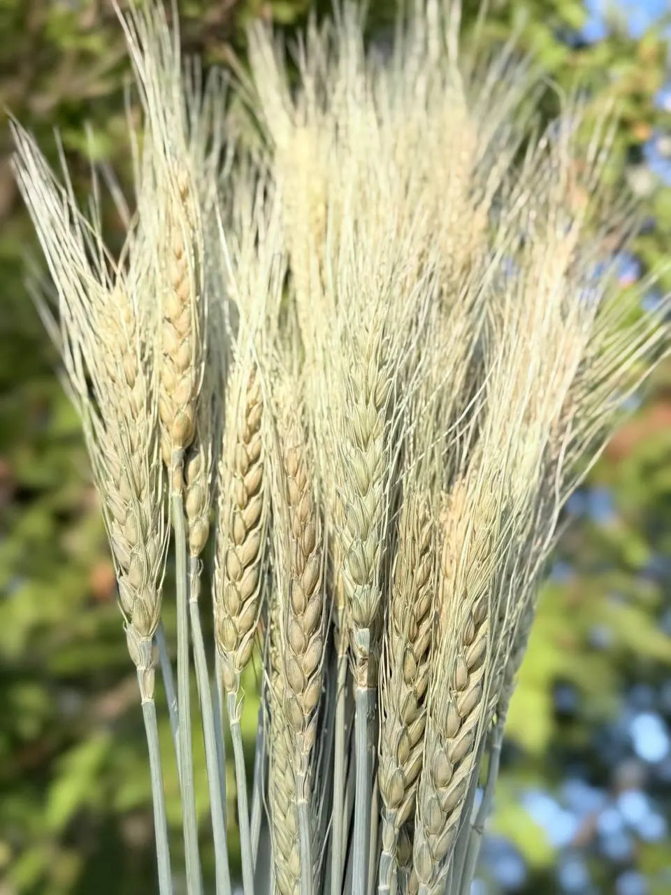 Dried Awned Wheat Stems – 100 Soft Green Spikelets, Craft & Decor