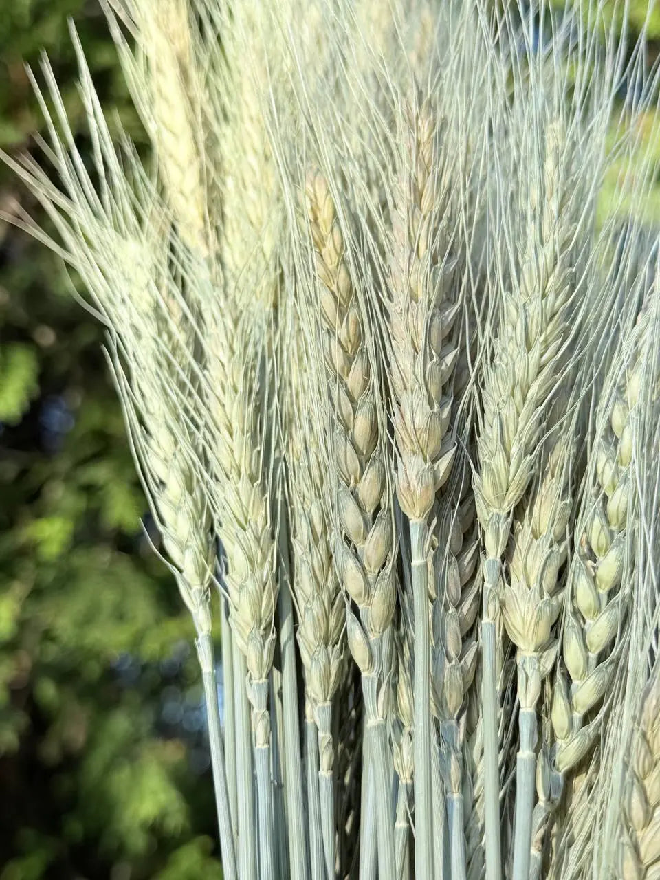 Dried Awned Wheat Stems – 100 Soft Green Spikelets, Craft & Decor
