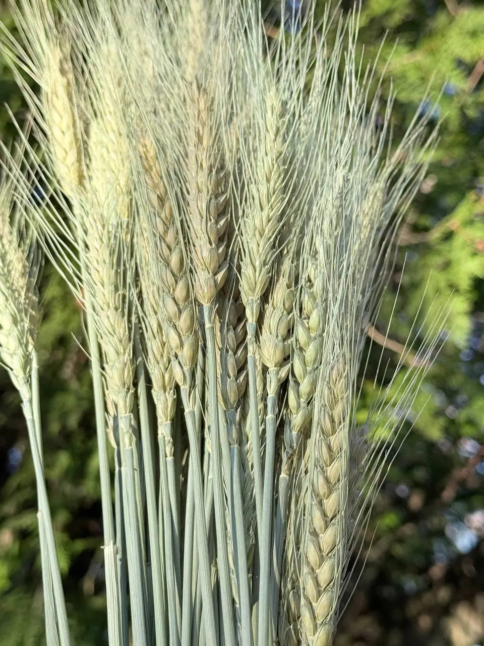 Dried Awned Wheat Stems – 100 Soft Green Spikelets, Craft & Decor