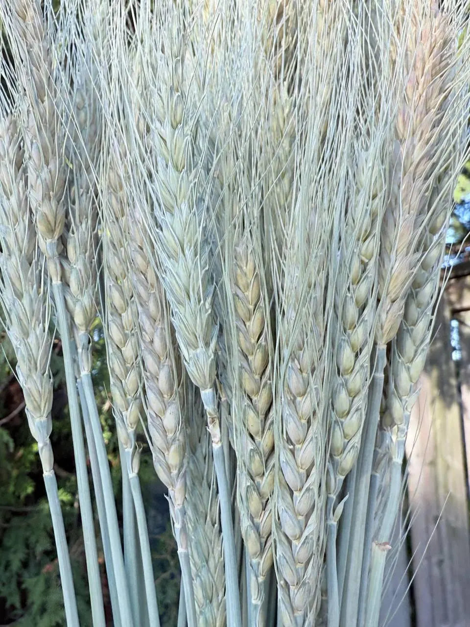 Dried Awned Wheat Stems – 100 Soft Green Spikelets, Craft & Decor