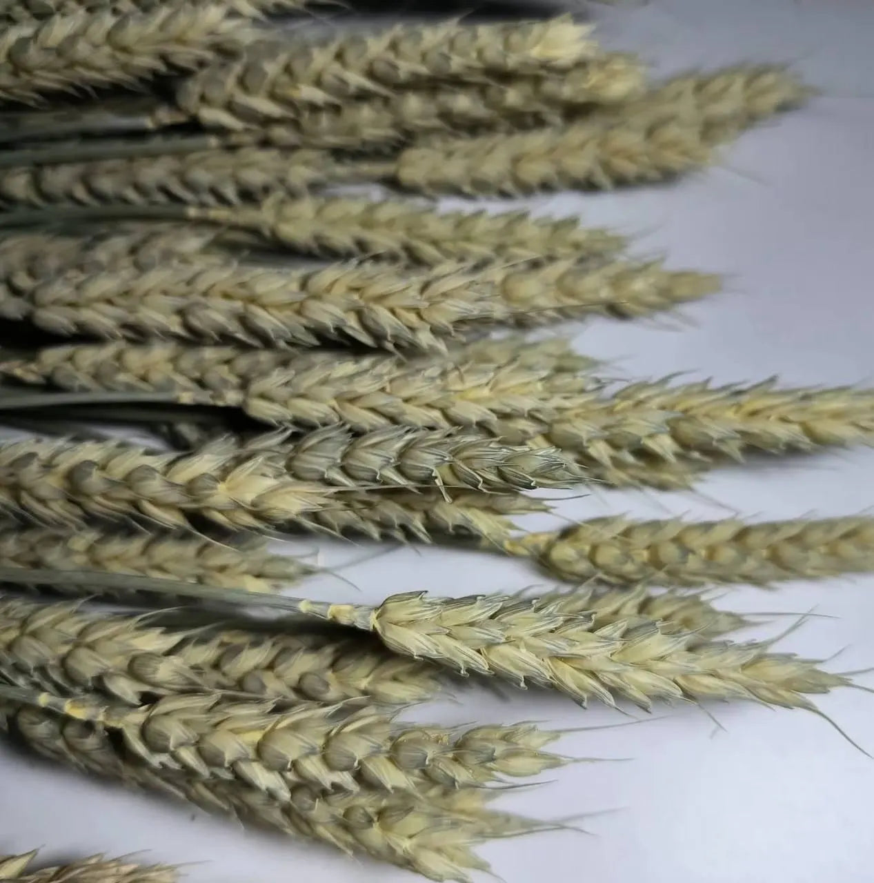 Awnless Wheat Stems - Soft Green Dried Wheat, Craft & Decor (Set of 100)