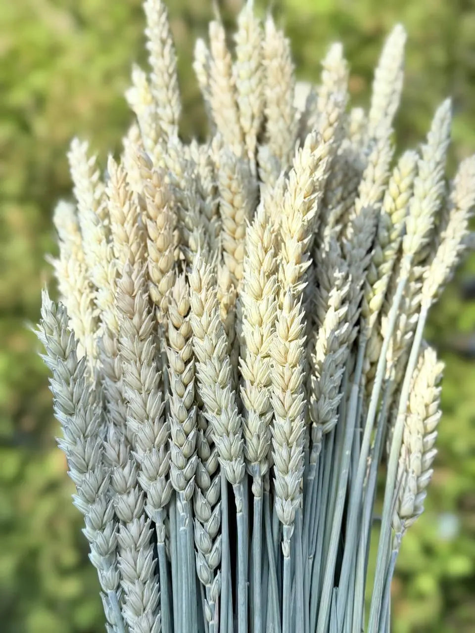 Awnless Wheat Stems - Soft Green Dried Wheat, Craft & Decor (Set of 100)