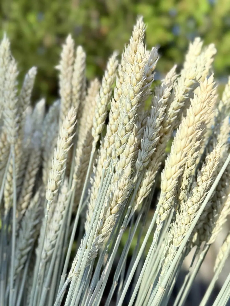 Awnless Wheat Stems - Soft Green Dried Wheat, Craft & Decor (Set of 100)
