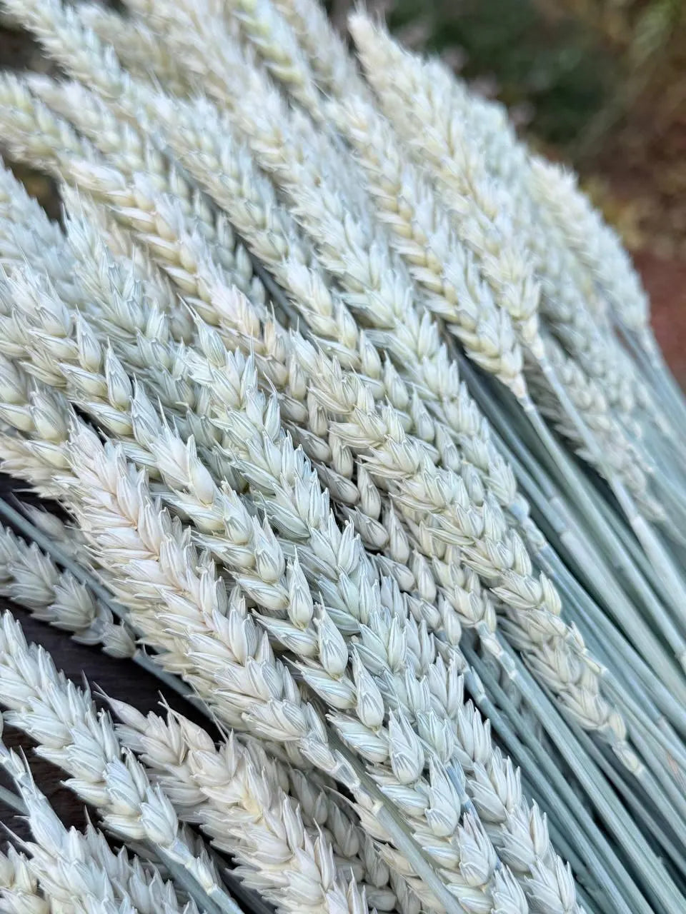 Awnless Wheat Stems - Soft Green Dried Wheat, Craft & Decor (Set of 100)